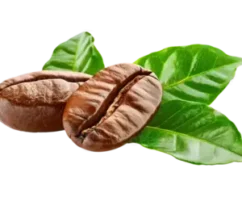 coffee-beans-with-green-leaves
