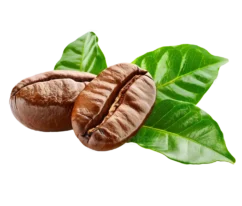 coffee-beans-with-green-leaves-isolated-on-transparent-background-clipping-path-png