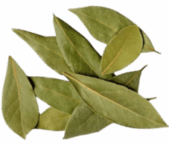 bay-leaf