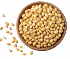 Coriander_seeds