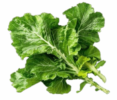 fresh-mustard-green